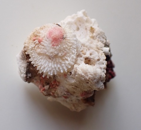 ２８４．シラガザル