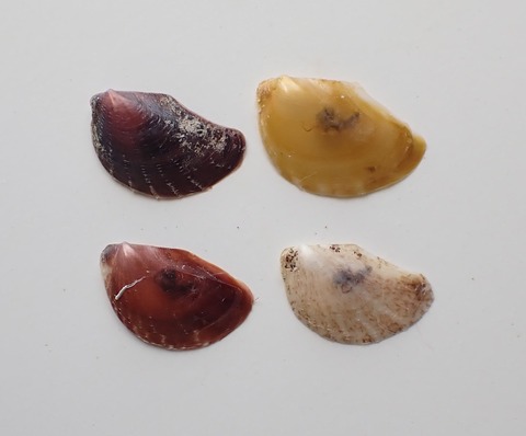 ２８０．Electroma sp2