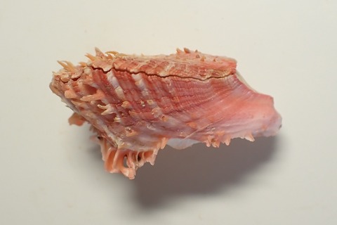 ２５３．Spondylus sp 2