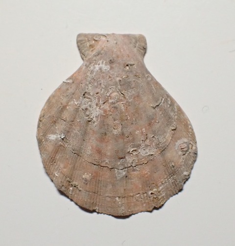 ２４３　Semipallium sp 1