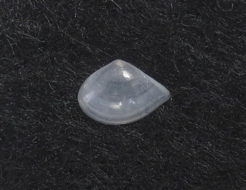 １１９．Leptomya sp