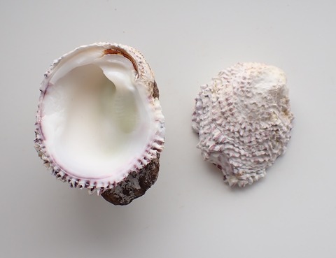 ２５０．Chama limbula 1