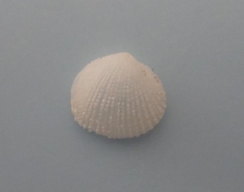 １６６．Euciroa spinosa