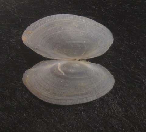 ７６．ミナミウロコガイ