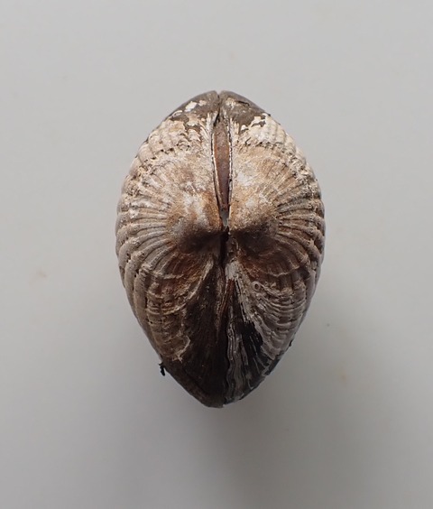 ８１５．イサオマルフミガイ２