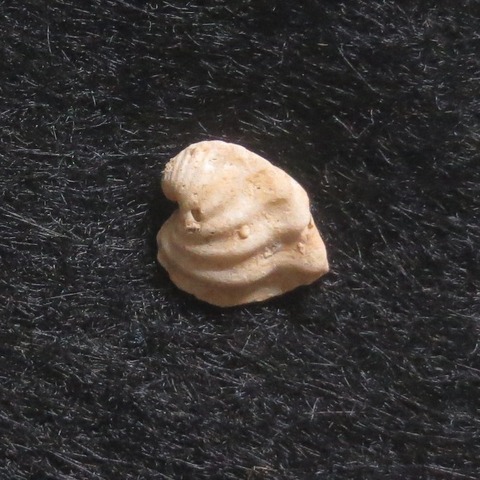 １３１．Meiocardia sp