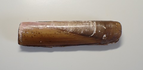 １１５１．ソメワケマテ