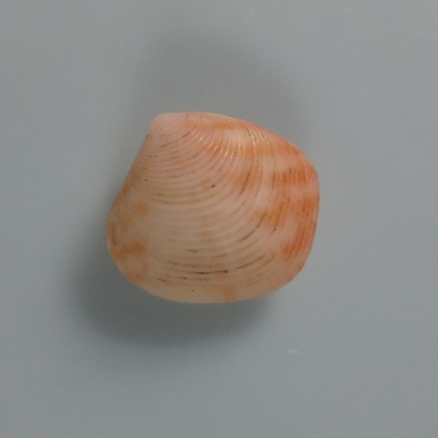 ８５．オキナワモシオ