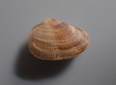 １５０．ウスカラシオツガイ