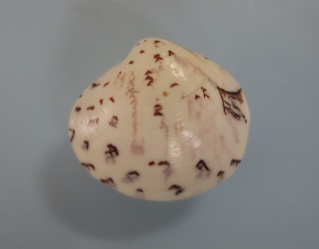 カタカナオミナエシ : 図鑑を作る（二枚貝編）