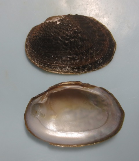 ２２９　マツカサガイ（広域分布種)　