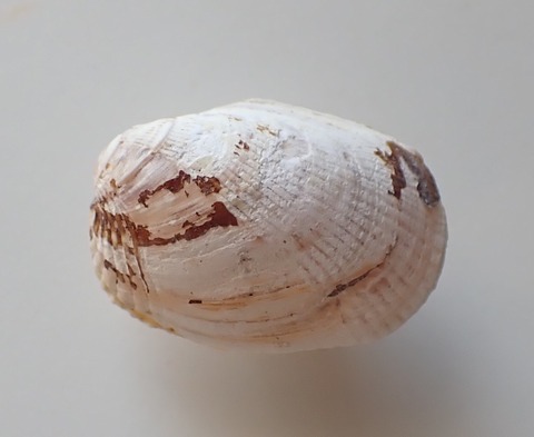 ２６４．チドリタマエガイ