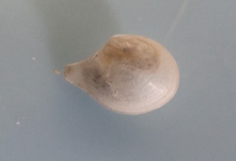 １７８．Halonympha leiomyoides