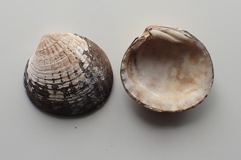 ８１５．イサオマルフミガイ１