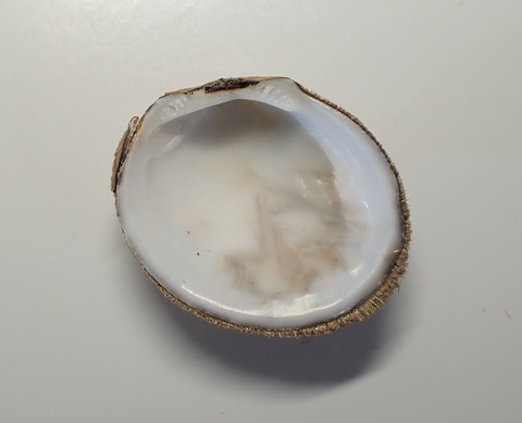 １９９．ミノシラスナガイ２