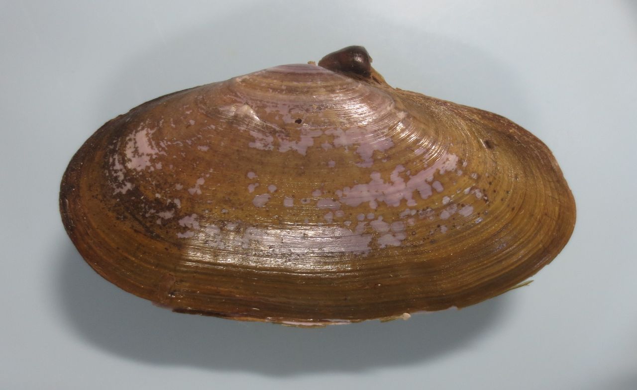 Images Of ムラサキガイ Japaneseclass Jp