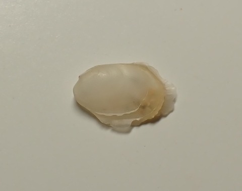 ２０５．Coralliophaga sp