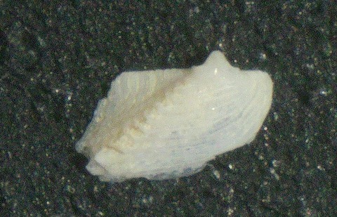 １９４．カザリクマサカヤドリ