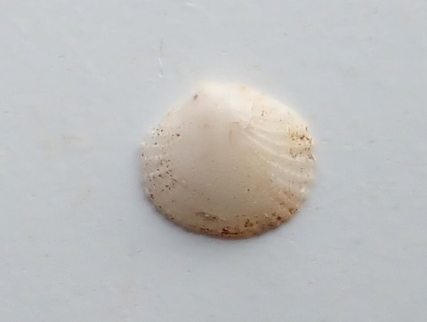 ２５７．Dorisca sp