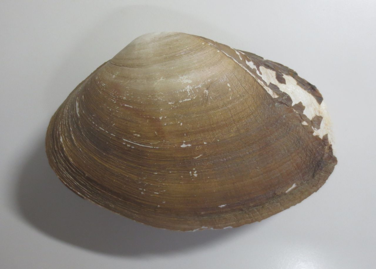 バカガイ科 図鑑を作る 二枚貝編 バカガイ科 図鑑を作る 二枚貝編