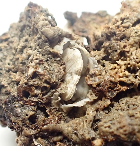 ２３１　カクレハマユウ１