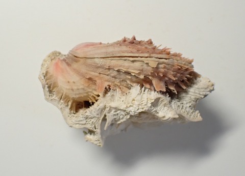 ２５４．Spondylus sp 2