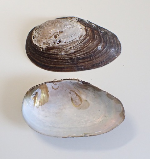 ６１１　チシマドブガイ