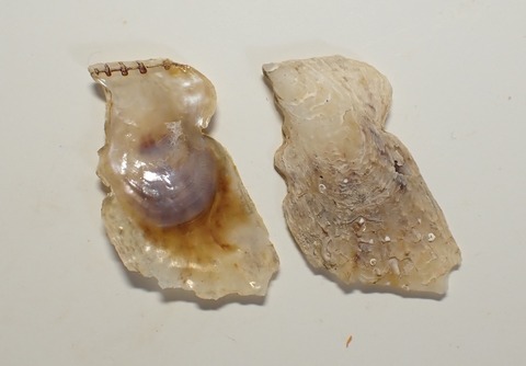 ２４８．Isognomon sp