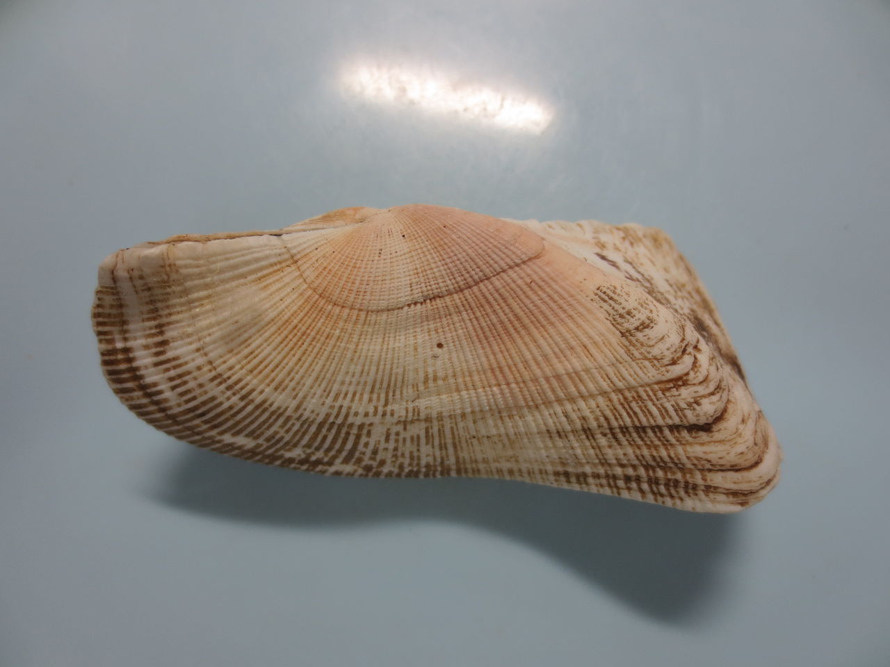 大きい　二枚貝 135歳の長寿貝、一生を終える 過去の津波耐えたが東日本大震災で：朝日新聞