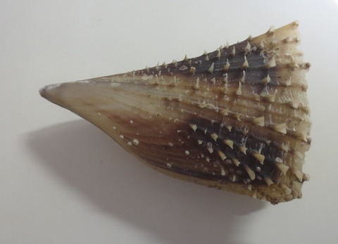 ３４．Atrina hystrix