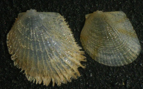 ２４．シラスナガイモドキ