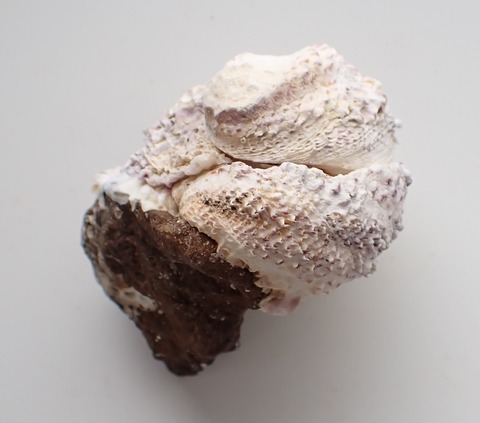 ２５０．Chama limbula 2