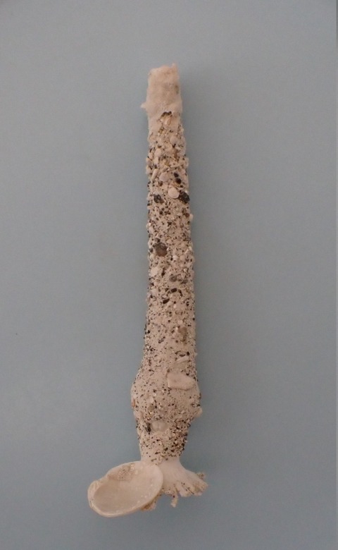 １６４．Brechites  philippinensis