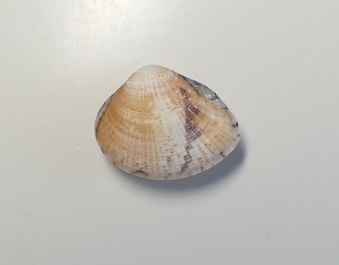 ２１３　Gafrarium sp