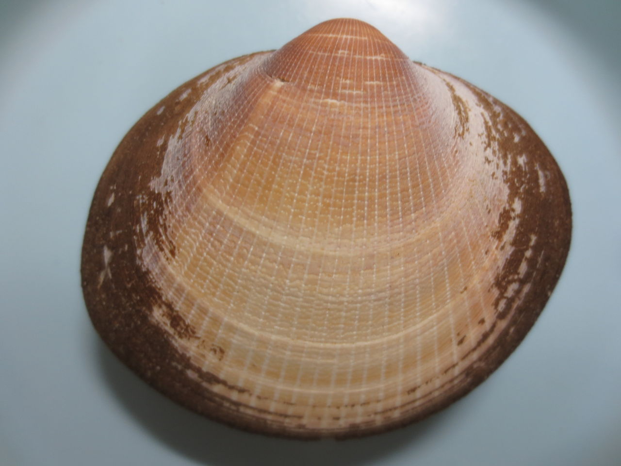 タマキガイ科 図鑑を作る 二枚貝編