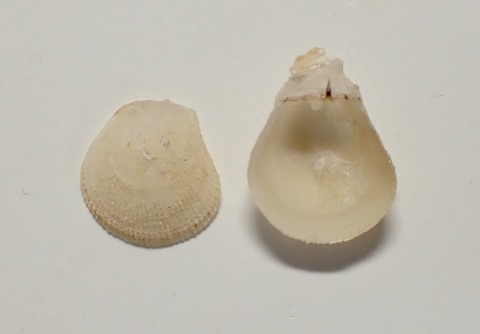 ２４６．Spondylus exiguus