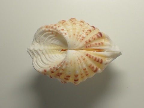 １９７．ミガキシャゴウ２