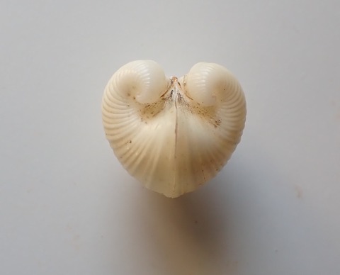 ２６７．Meiocardia globosa2