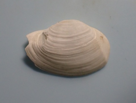 162.Cyathodonta sp