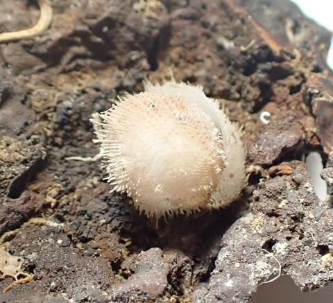 ２４１　Chama comedusae2