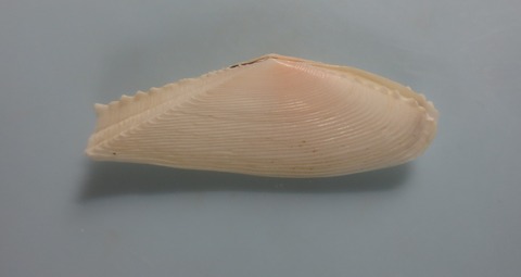 １１３．Dallitellina rostrata