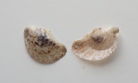 ２８０．Electroma sp1