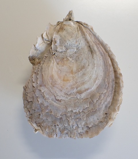 ２８９．ヨーロッパヒラガキ１