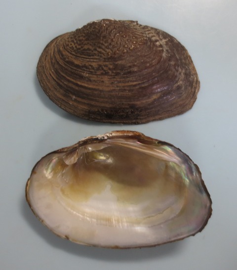 ２３１　ニセマツカサガイ（近似種）