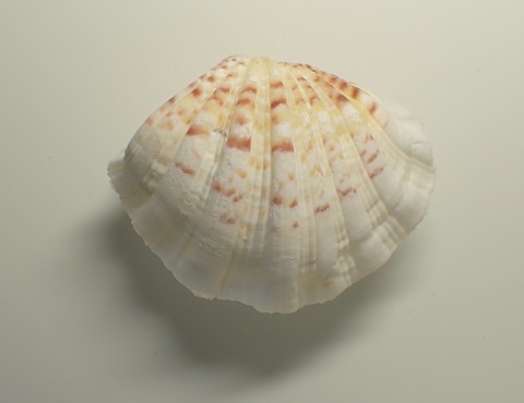 １９７．ミガキシャゴウ