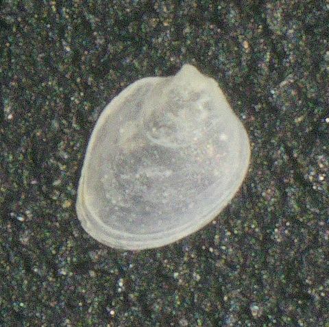 ２７０．ウチマシラスナガイモドキ