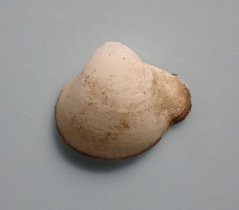 １７０．Poromya sp