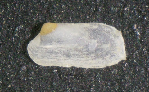２７３．Hiatella sp