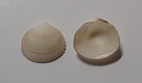 ２０７．Epicodakia sp