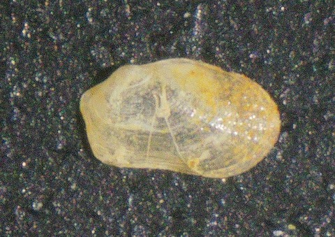 ２７２．Limopsoidea sp